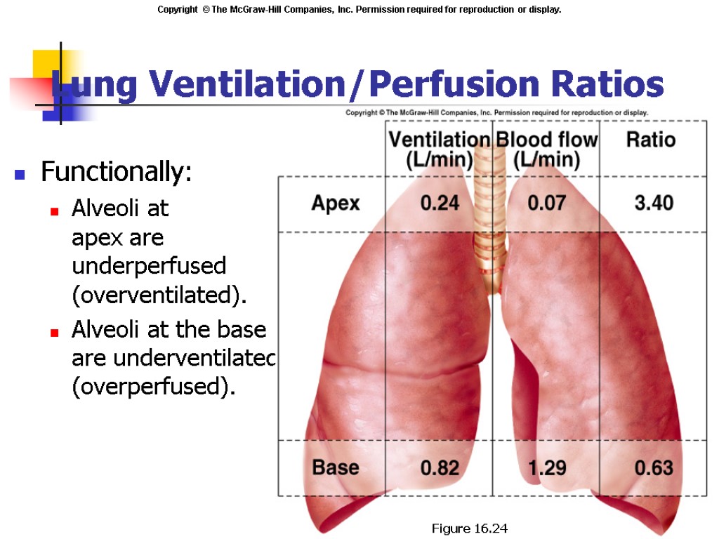 Lung Ventilation/Perfusion Ratios Functionally: Alveoli at apex are underperfused (overventilated). Alveoli at the base